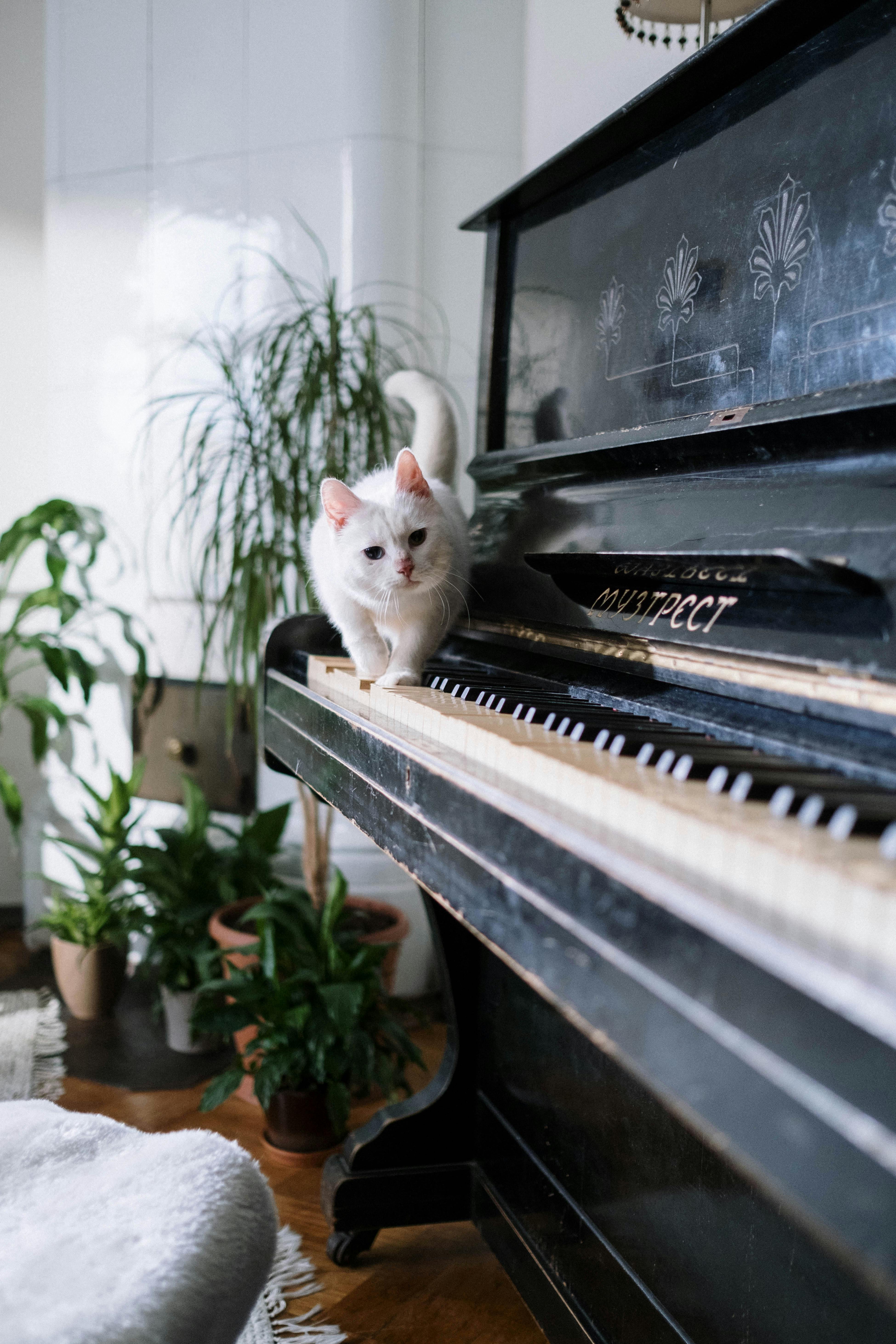 Photo of a stationary piano, showcasing its elegant design and polished finish. The image highlights the piano's condition and quality, emphasizing the care and precision a moving company takes when handling and relocating such valuable and delicate items.