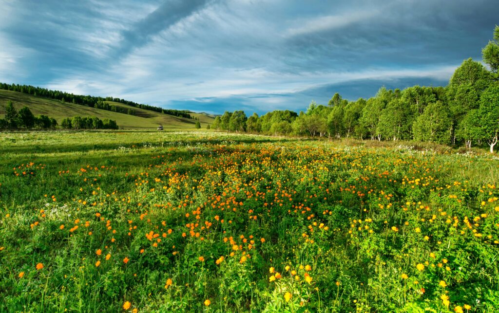 Photo of a vibrant grass field adorned with colorful wildflowers. The field features a mix of blooming flowers in various shades—yellows, purples, reds, and blues—creating a lively and picturesque landscape. The image captures the beauty and diversity of the natural environment, with the flowers adding a touch of brightness and cheerfulness.